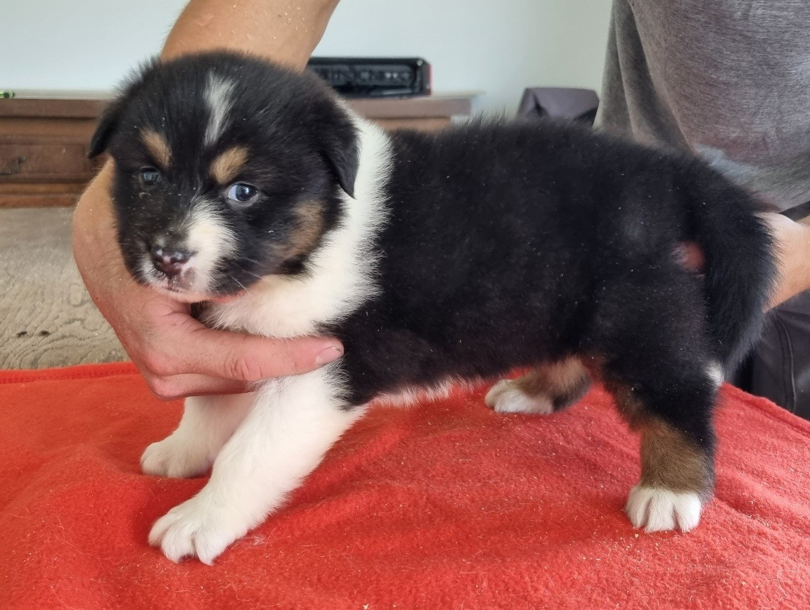 des hirondelles du voyage - Chiots disponibles - Berger Australien