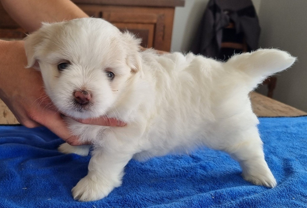 des hirondelles du voyage - Chiots disponibles - Coton de Tulear