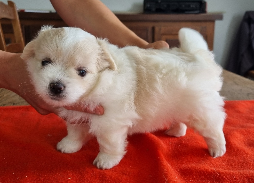 des hirondelles du voyage - Chiots disponibles - Coton de Tulear