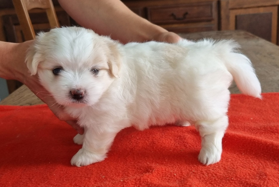 des hirondelles du voyage - Chiots disponibles - Coton de Tulear
