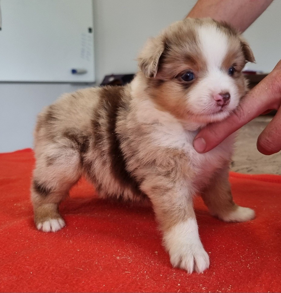 des hirondelles du voyage - Chiots disponibles - Berger Américain Miniature 