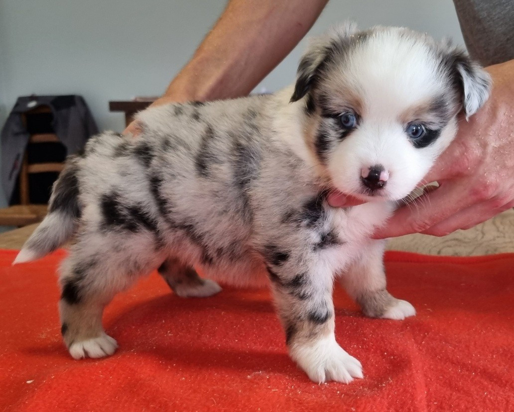 des hirondelles du voyage - Chiots disponibles - Berger Américain Miniature 