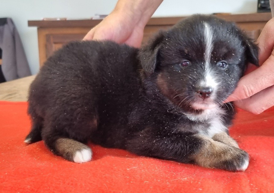 des hirondelles du voyage - Chiots disponibles - Berger Américain Miniature 