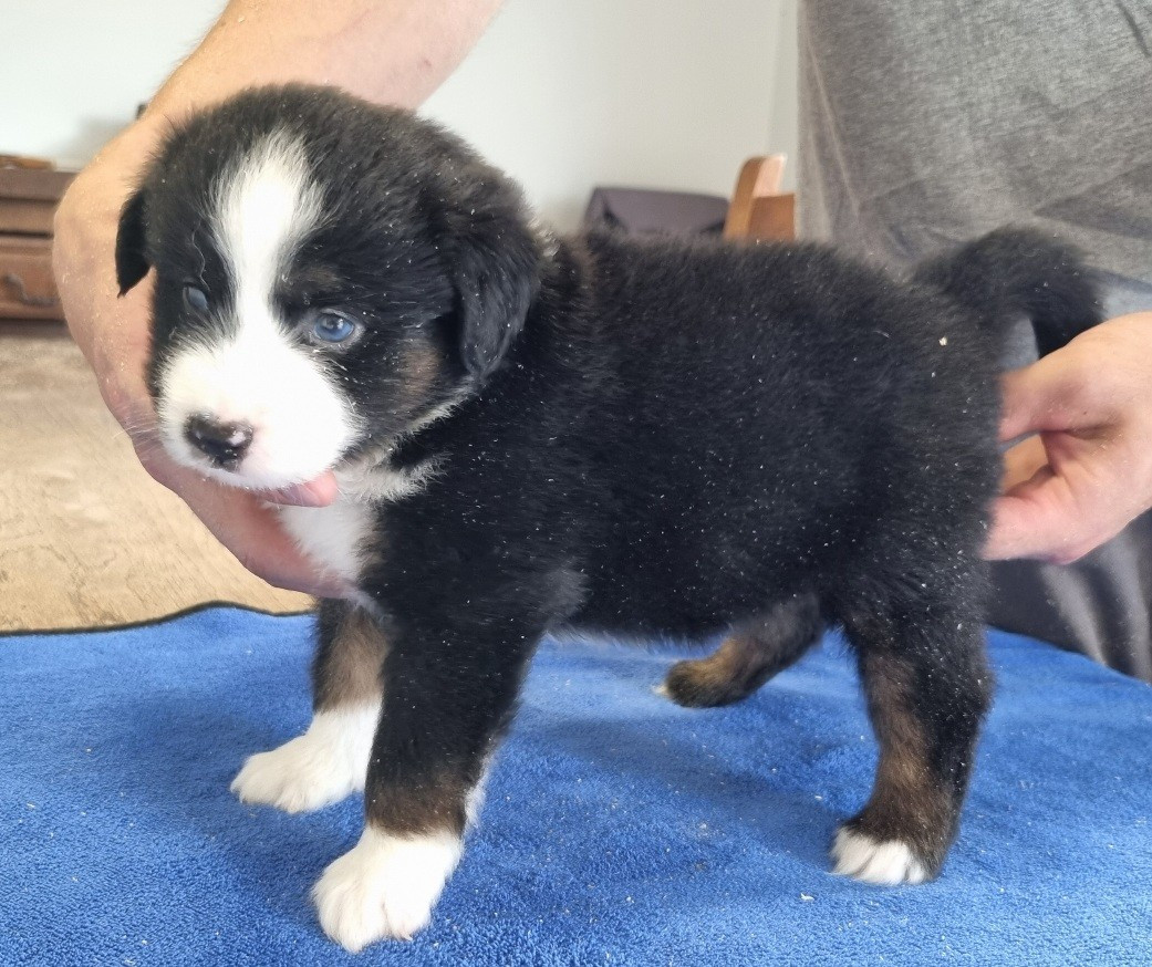 des hirondelles du voyage - Chiots disponibles - Berger Américain Miniature 