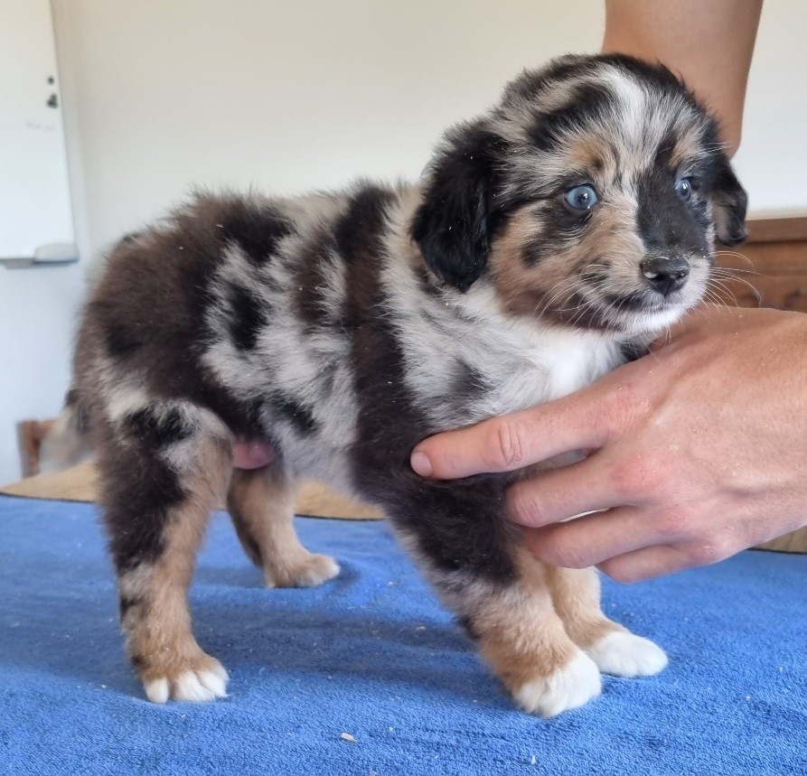 des hirondelles du voyage - Chiots disponibles - Berger Américain Miniature 