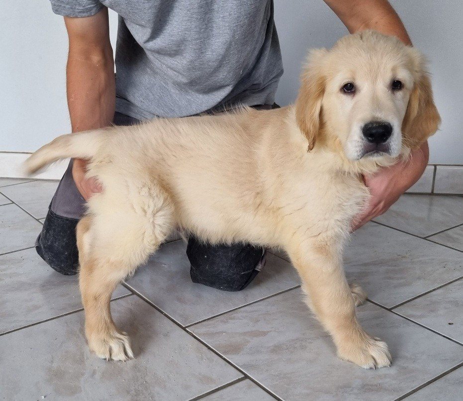 des hirondelles du voyage - Chiots disponibles - Golden Retriever