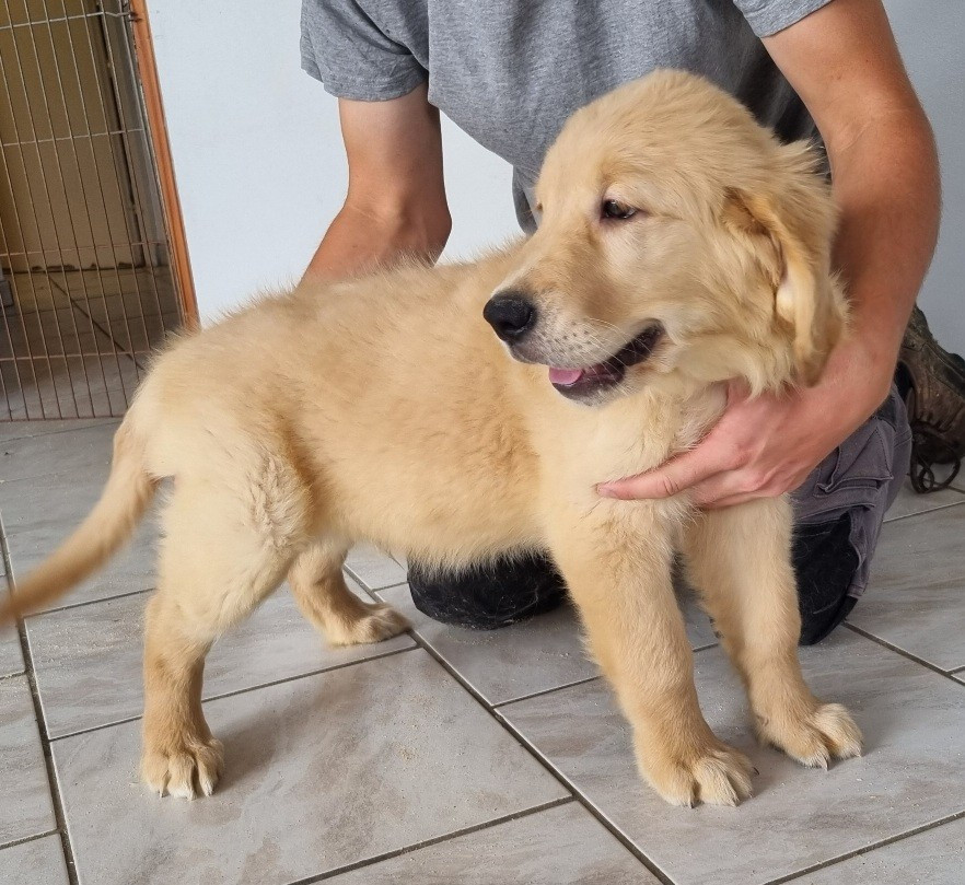 des hirondelles du voyage - Chiots disponibles - Golden Retriever