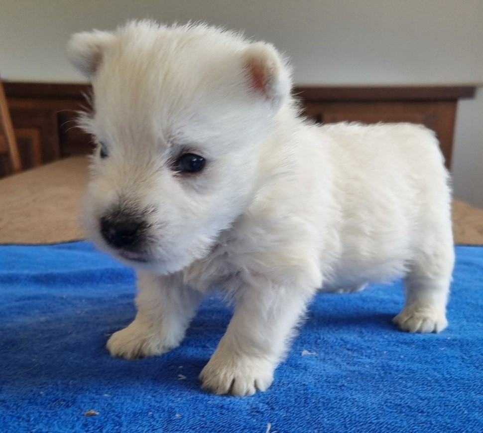 des hirondelles du voyage - Chiots disponibles - West Highland White Terrier