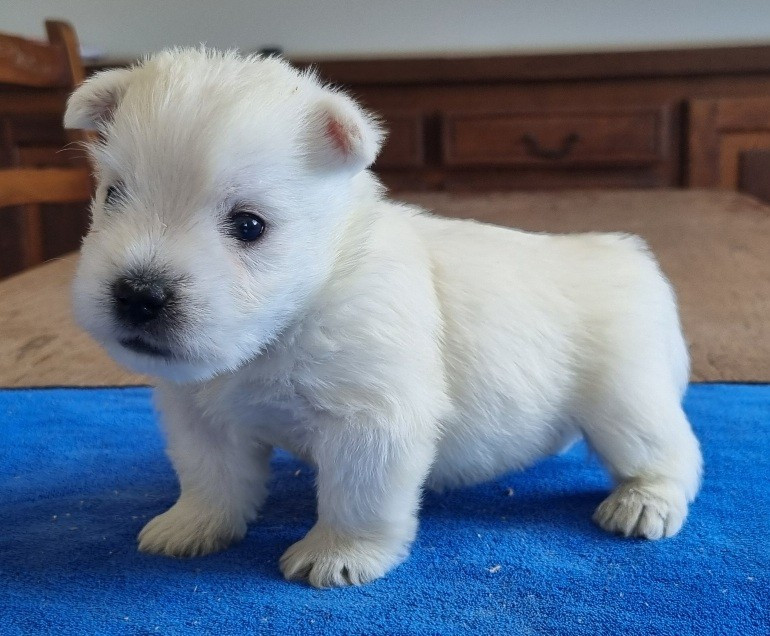 des hirondelles du voyage - Chiots disponibles - West Highland White Terrier