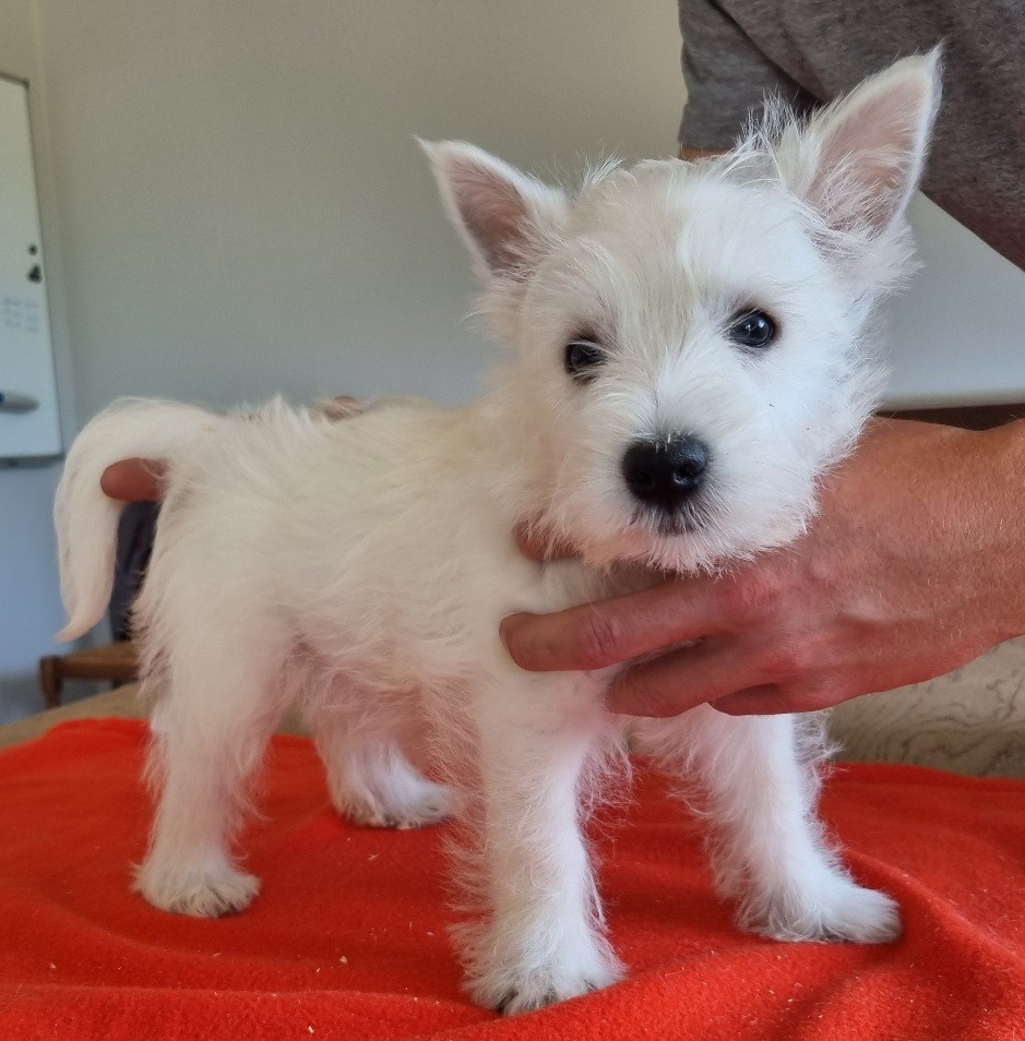 des hirondelles du voyage - Chiots disponibles - West Highland White Terrier