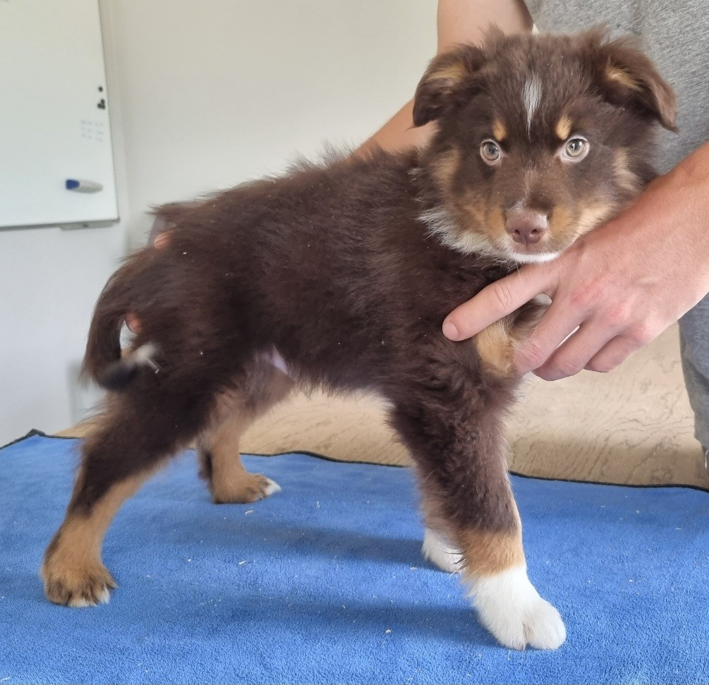 des hirondelles du voyage - Chiots disponibles - Berger Américain Miniature 