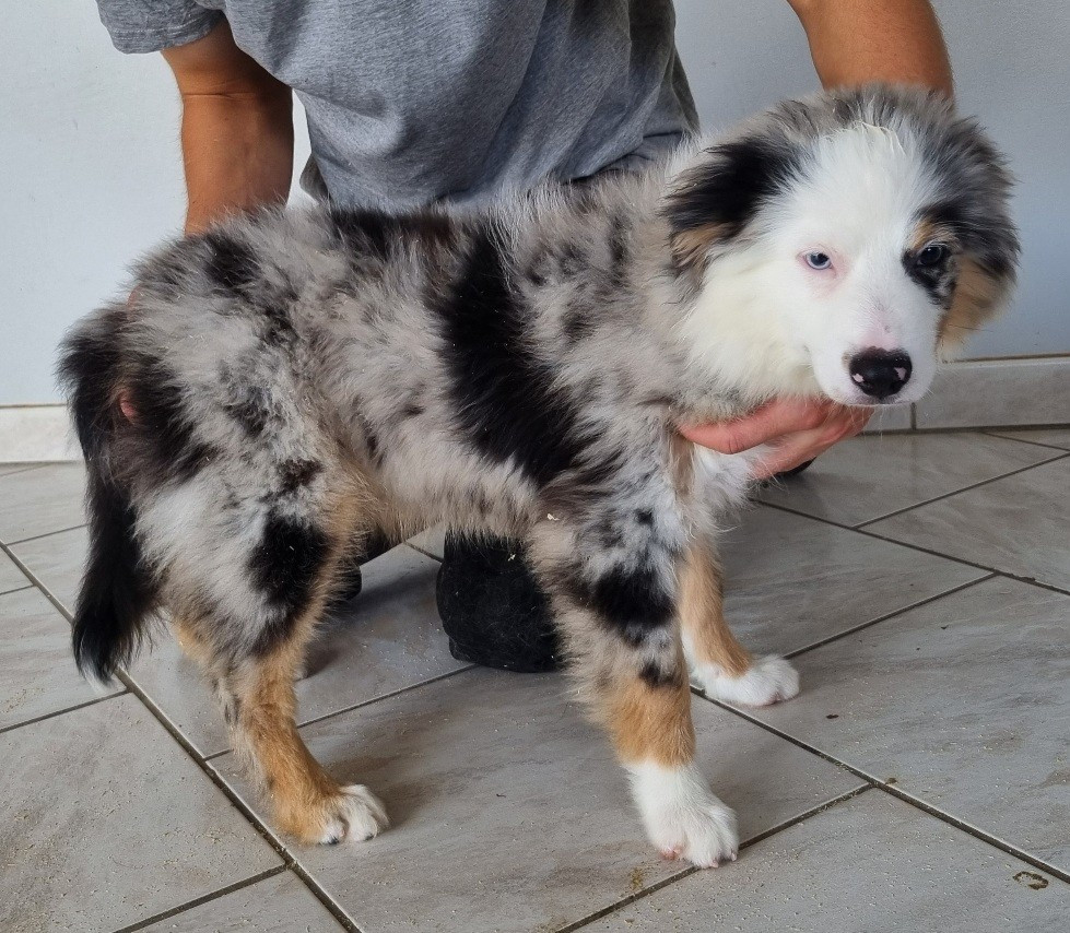 des hirondelles du voyage - Chiots disponibles - Berger Américain Miniature 
