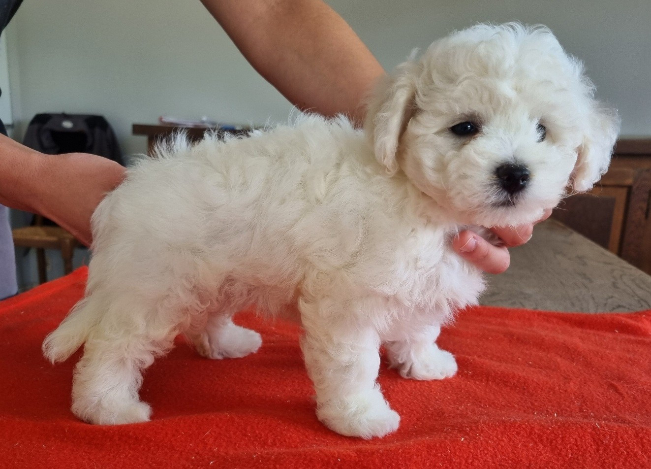 des hirondelles du voyage - Chiots disponibles - Bichon Frise
