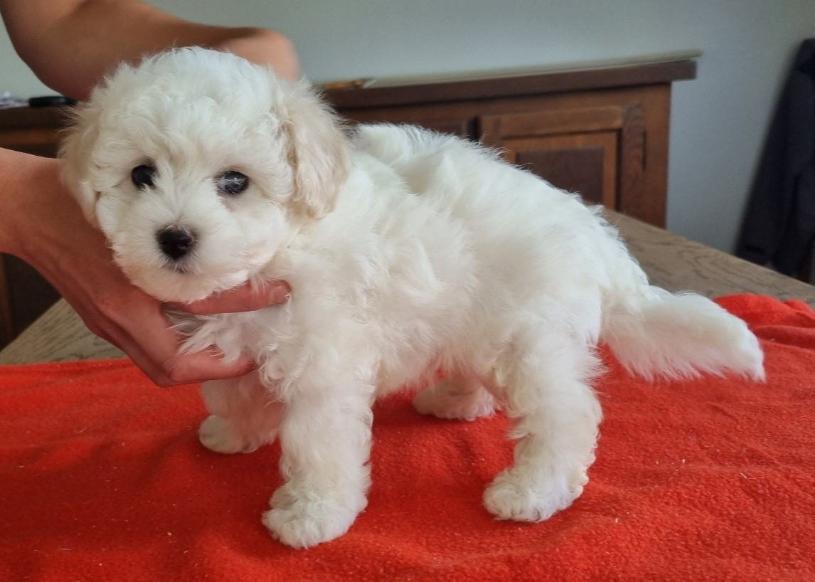 des hirondelles du voyage - Chiots disponibles - Bichon Frise