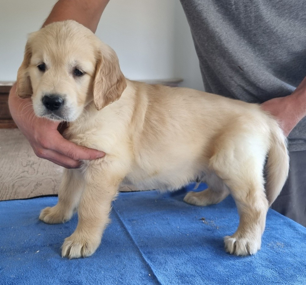 des hirondelles du voyage - Chiots disponibles - Golden Retriever