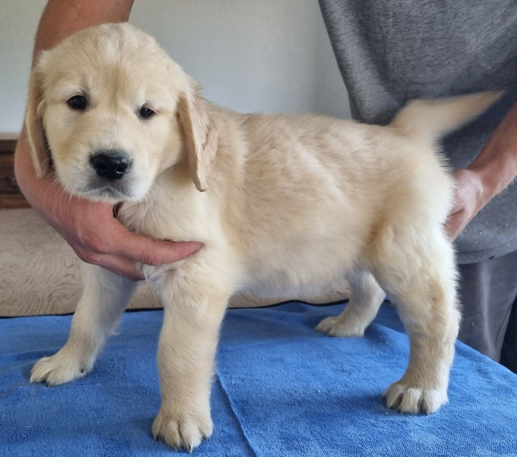 des hirondelles du voyage - Chiots disponibles - Golden Retriever
