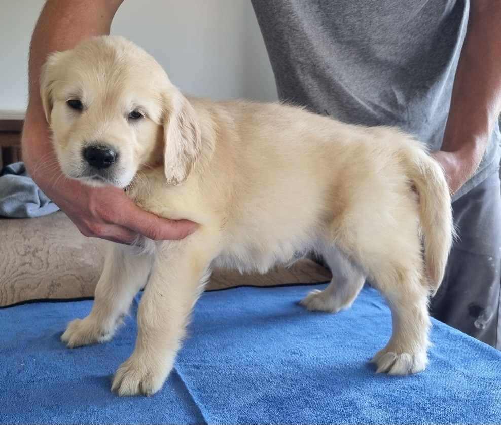 des hirondelles du voyage - Chiots disponibles - Golden Retriever
