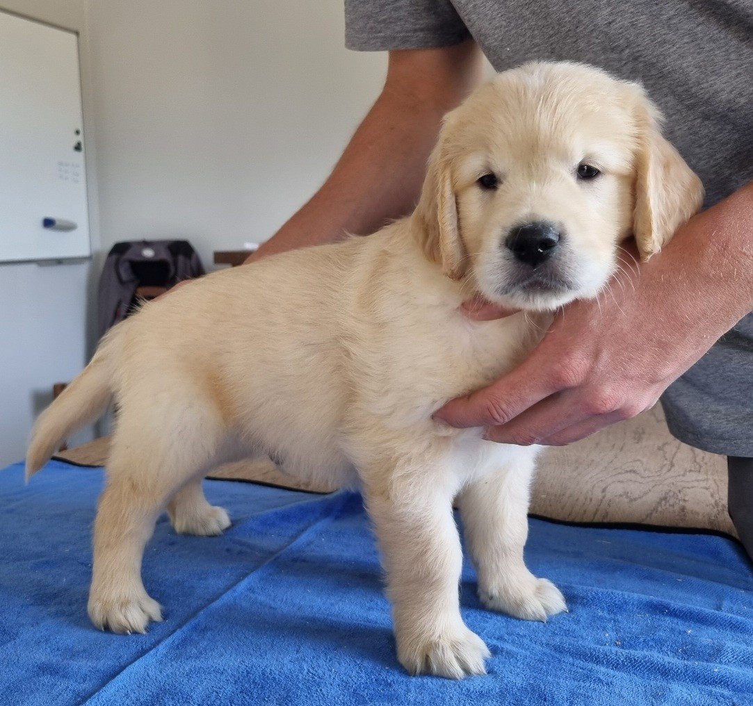 des hirondelles du voyage - Chiots disponibles - Golden Retriever