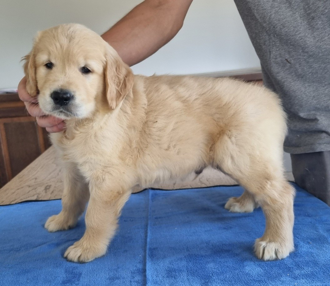 des hirondelles du voyage - Chiots disponibles - Golden Retriever