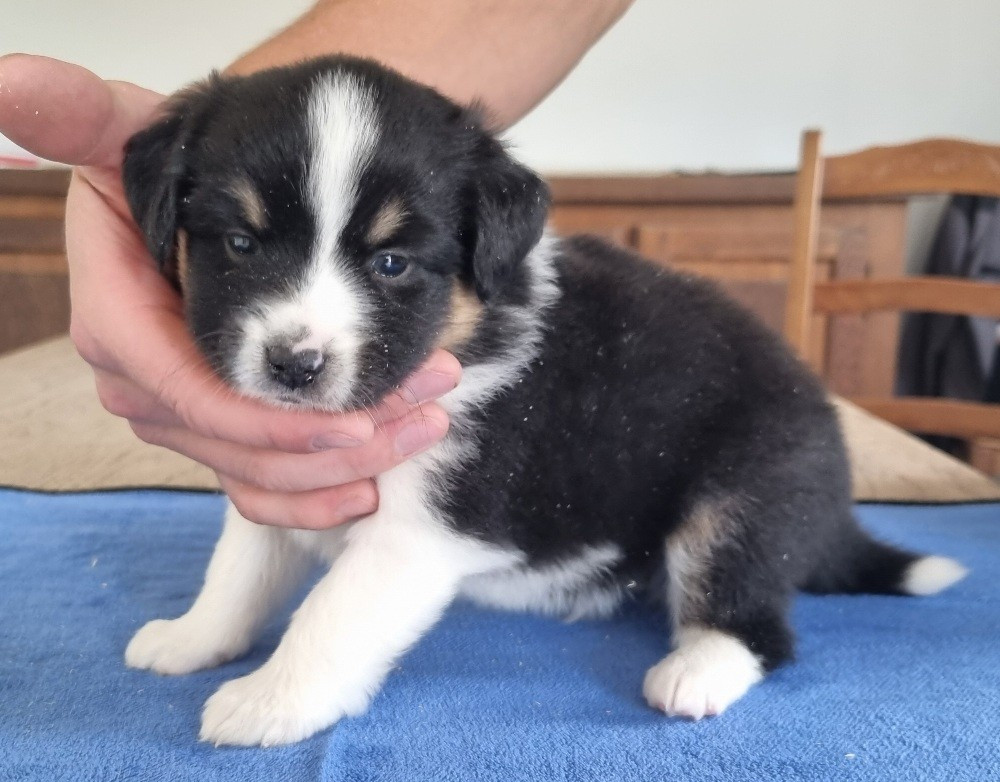 des hirondelles du voyage - Chiots disponibles - Berger Américain Miniature 