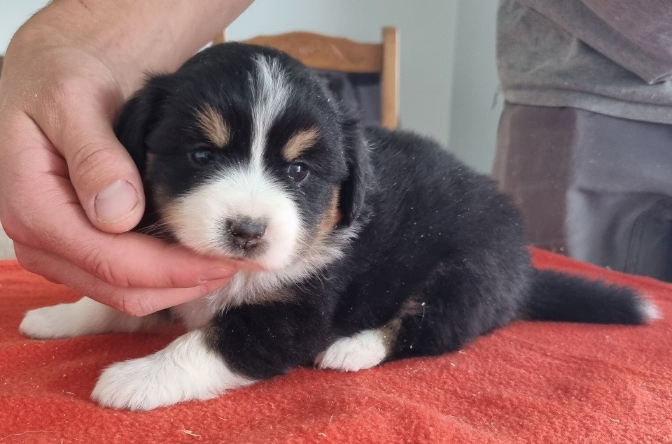 des hirondelles du voyage - Chiots disponibles - Berger Américain Miniature 