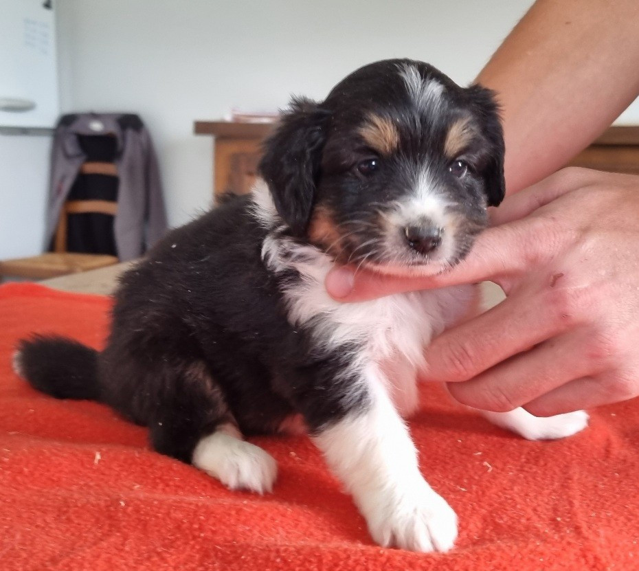 des hirondelles du voyage - Chiots disponibles - Berger Américain Miniature 