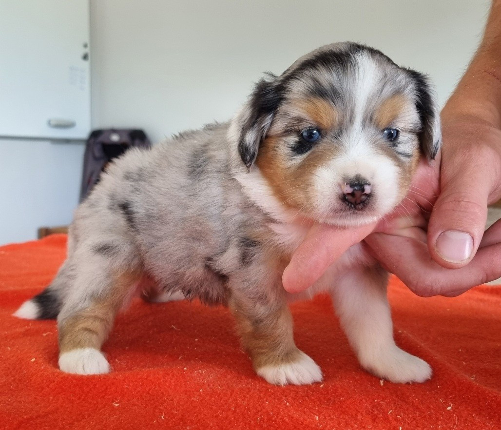 des hirondelles du voyage - Chiots disponibles - Berger Américain Miniature 