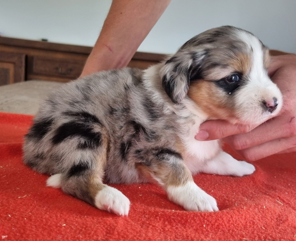 des hirondelles du voyage - Chiots disponibles - Berger Américain Miniature 