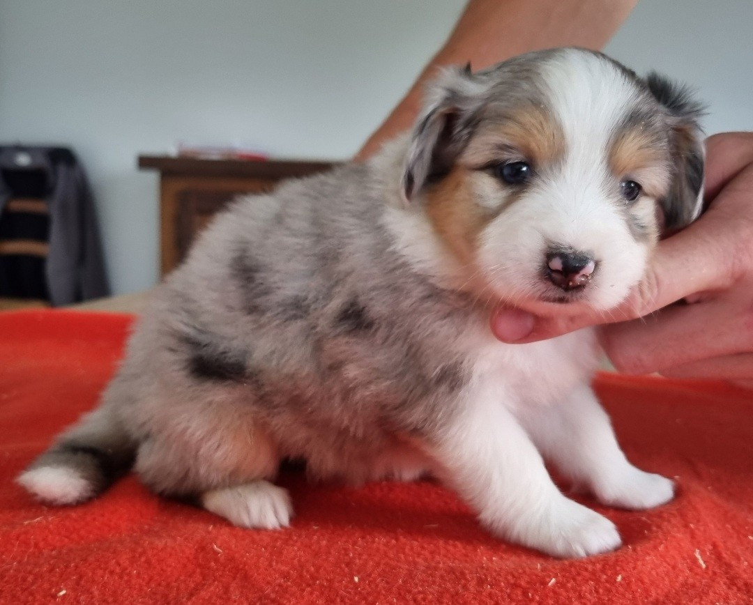 des hirondelles du voyage - Chiots disponibles - Berger Américain Miniature 