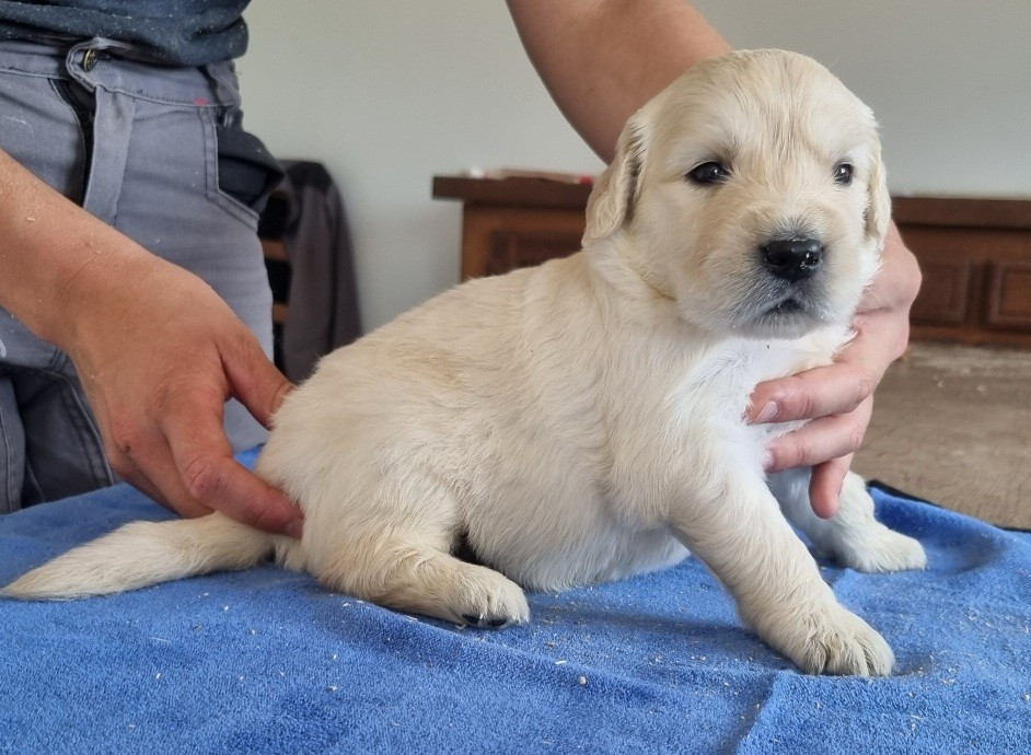 des hirondelles du voyage - Chiots disponibles - Golden Retriever