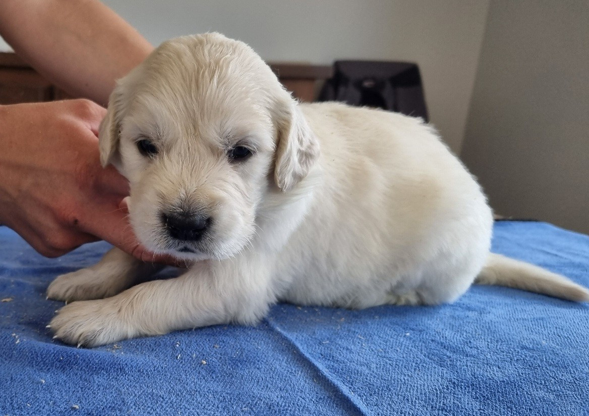 des hirondelles du voyage - Chiots disponibles - Golden Retriever