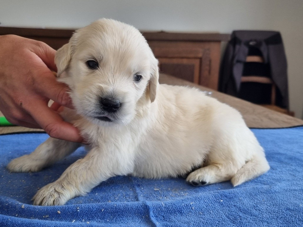 des hirondelles du voyage - Chiots disponibles - Golden Retriever