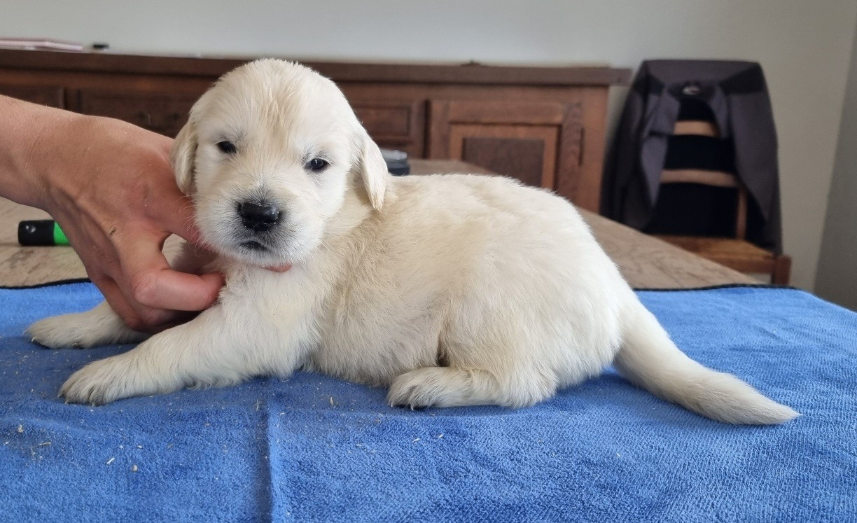 des hirondelles du voyage - Chiots disponibles - Golden Retriever