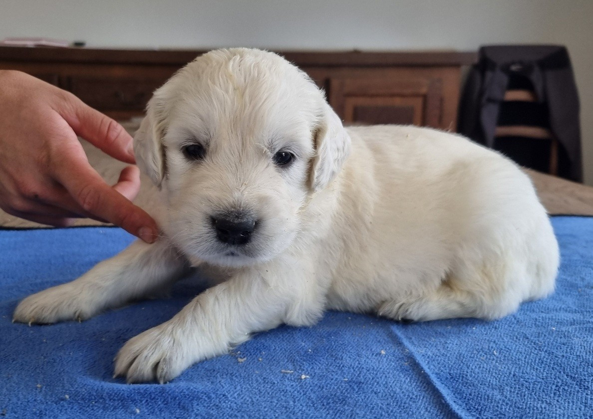 des hirondelles du voyage - Chiots disponibles - Golden Retriever