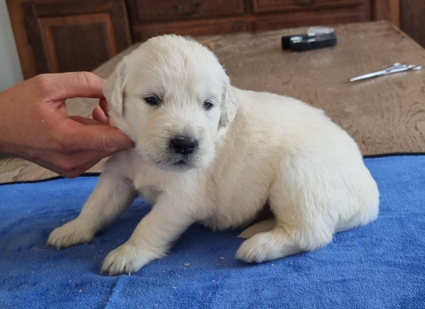 des hirondelles du voyage - Chiots disponibles - Golden Retriever