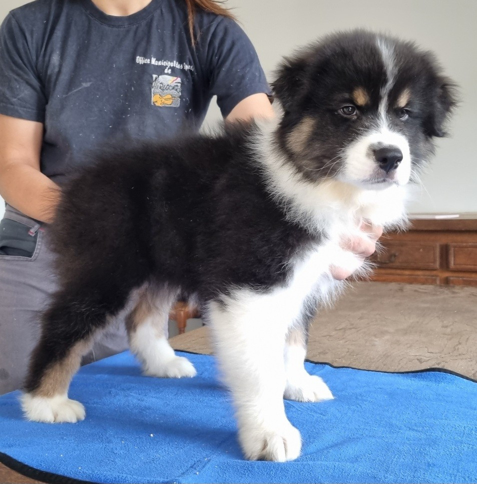 des hirondelles du voyage - Chiots disponibles - Berger Australien