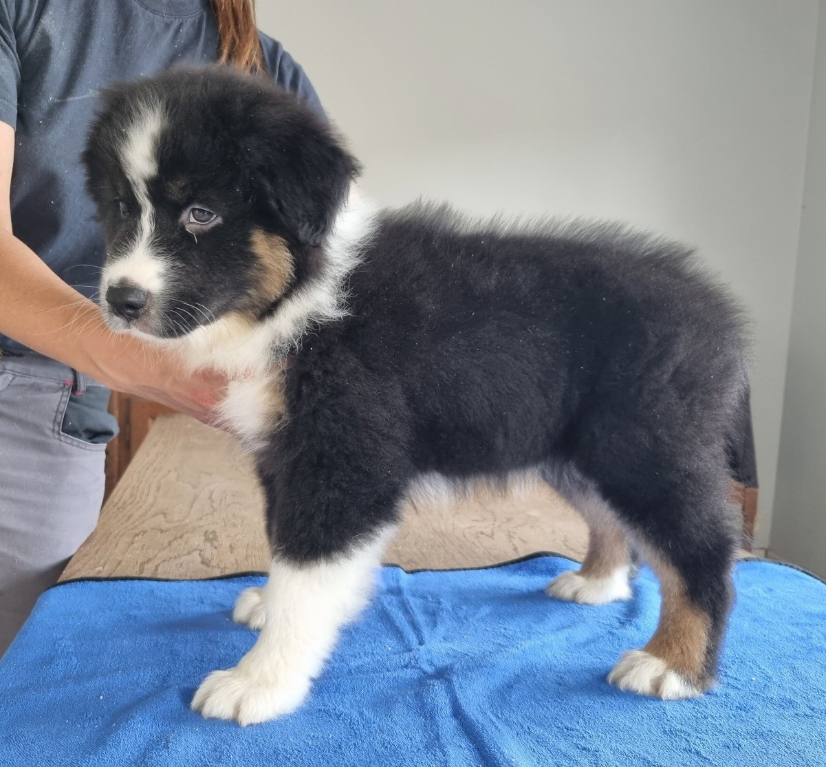 des hirondelles du voyage - Chiots disponibles - Berger Australien