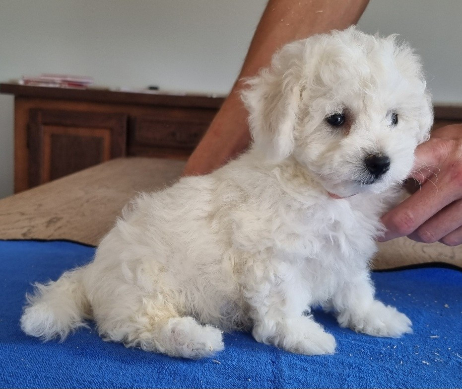 des hirondelles du voyage - Chiots disponibles - Bichon Frise