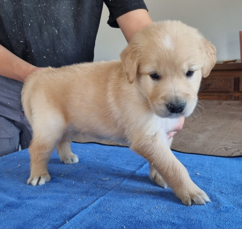des hirondelles du voyage - Chiots disponibles - Golden Retriever