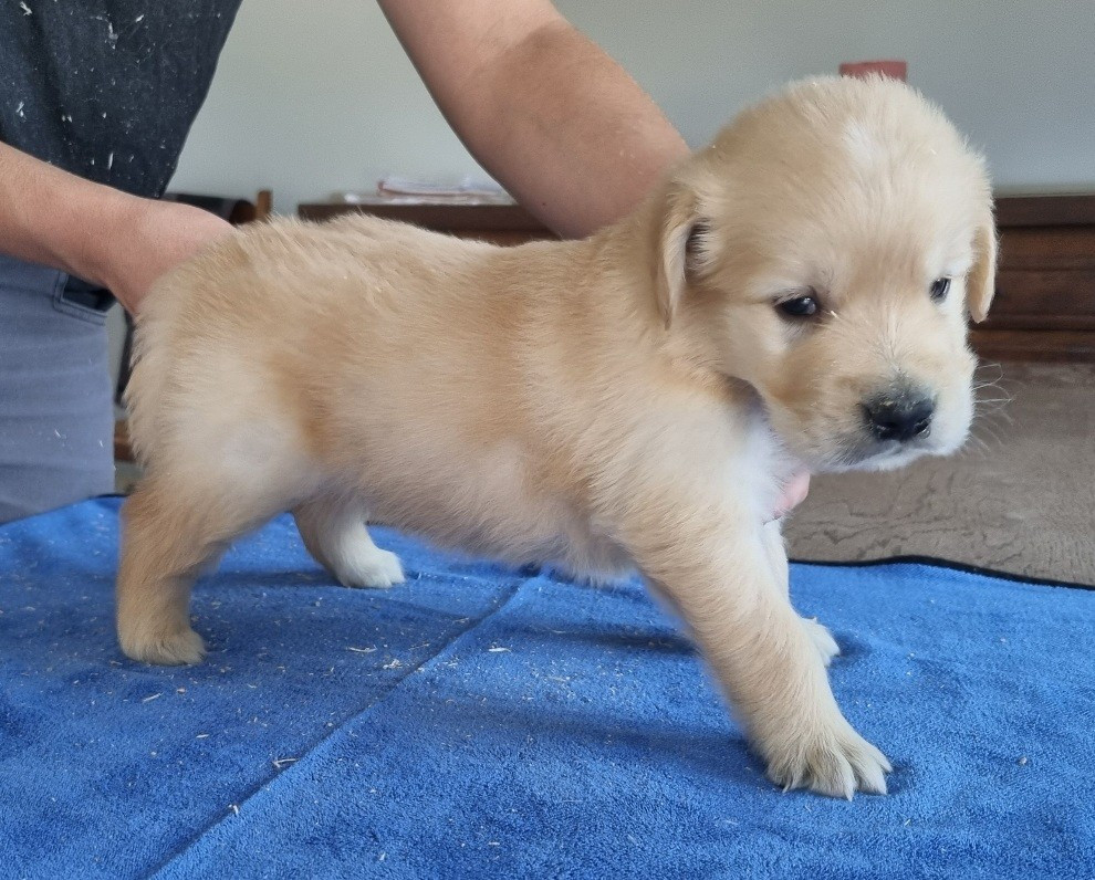 des hirondelles du voyage - Chiots disponibles - Golden Retriever