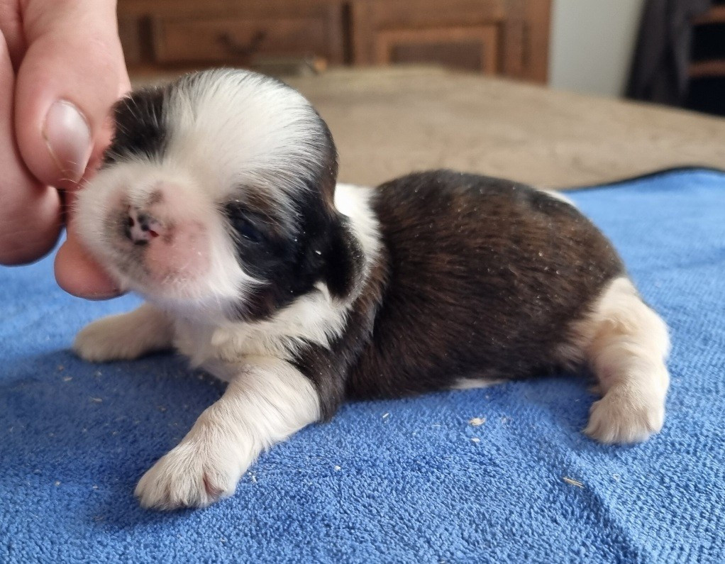 des hirondelles du voyage - Chiots disponibles - Shih Tzu