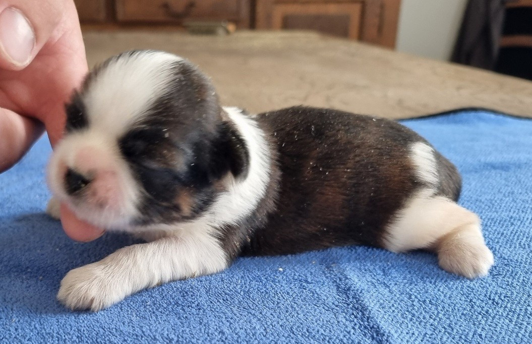 des hirondelles du voyage - Chiots disponibles - Shih Tzu