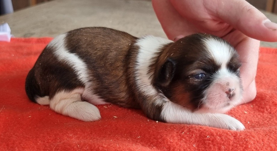 des hirondelles du voyage - Chiots disponibles - Shih Tzu