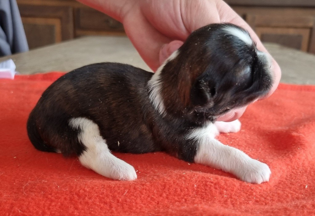 des hirondelles du voyage - Chiots disponibles - Shih Tzu