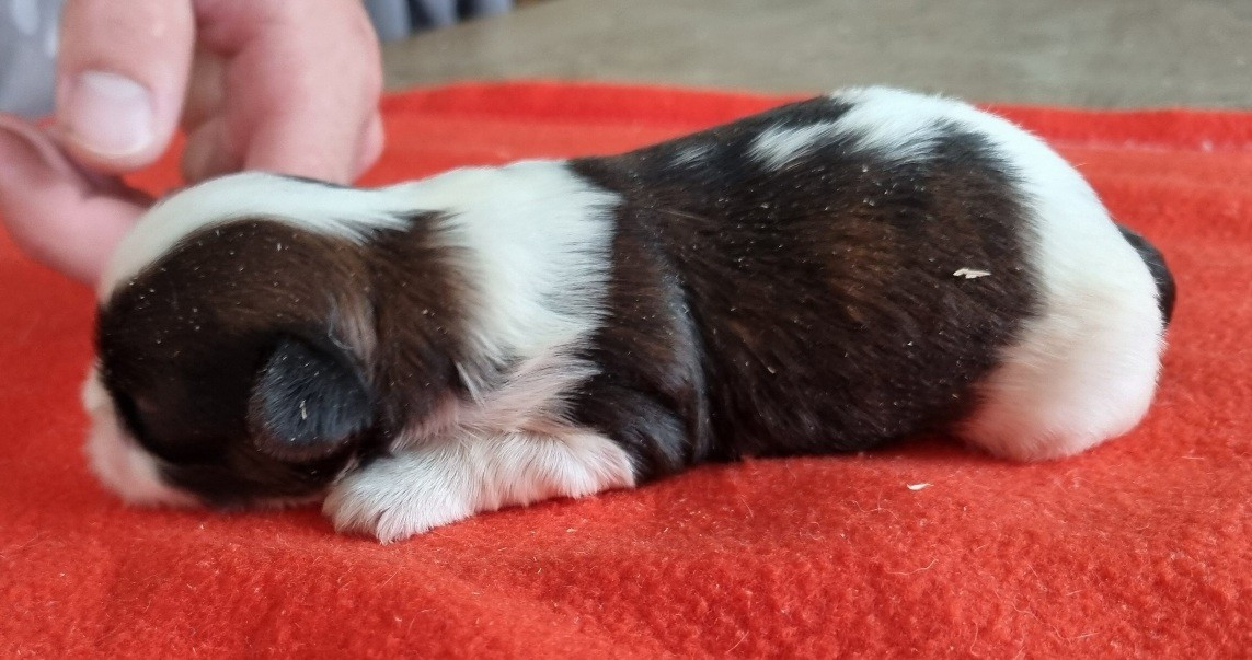 des hirondelles du voyage - Chiots disponibles - Shih Tzu