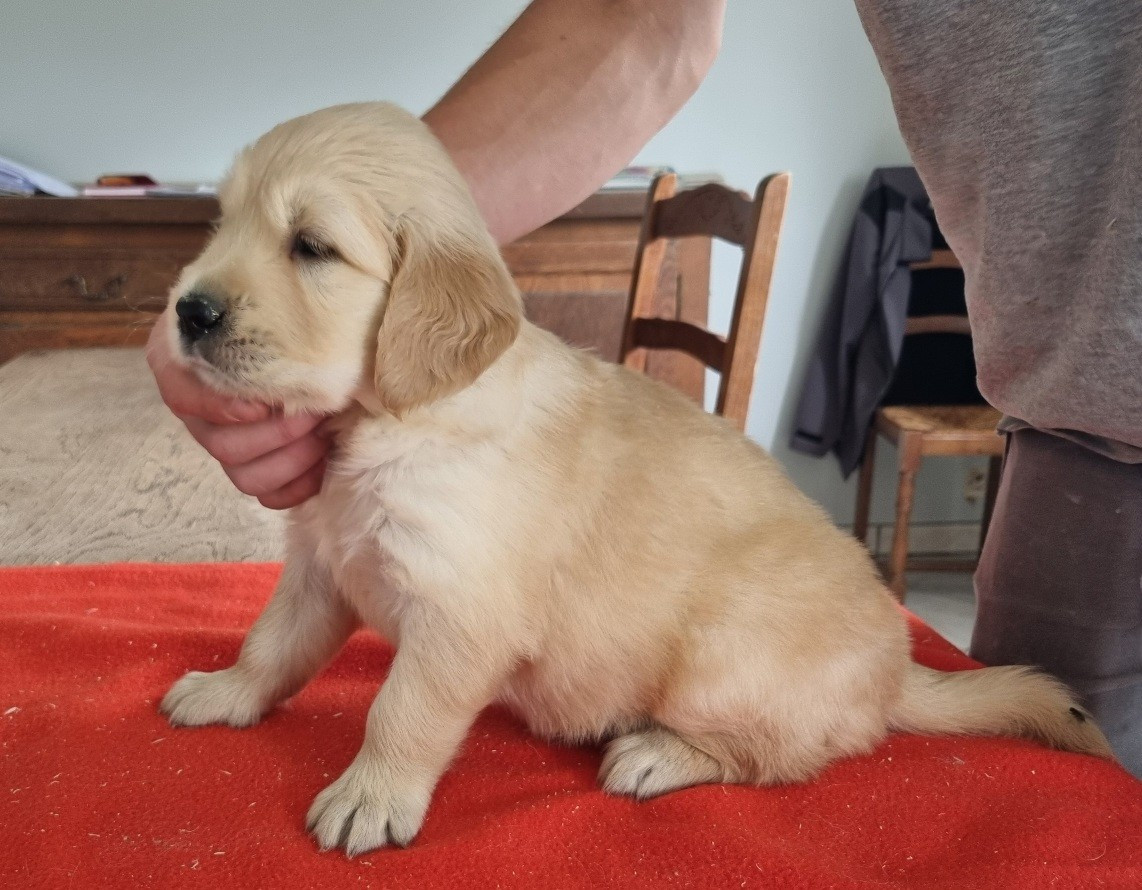 des hirondelles du voyage - Chiots disponibles - Golden Retriever