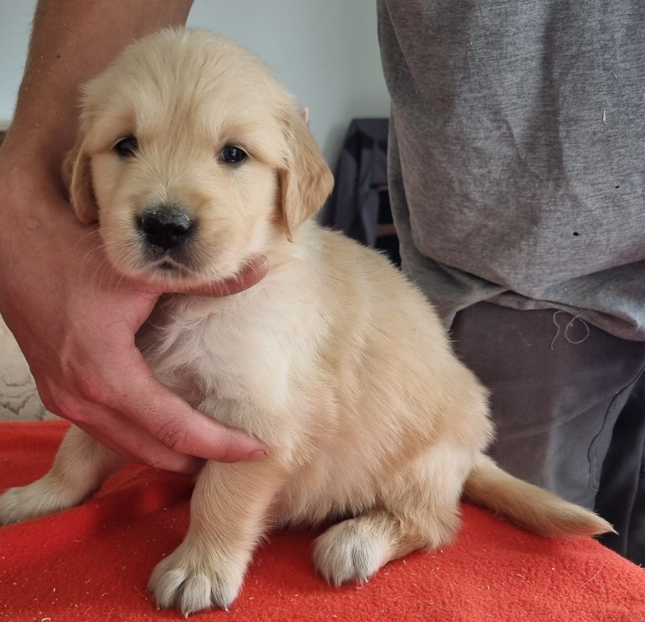 des hirondelles du voyage - Chiots disponibles - Golden Retriever