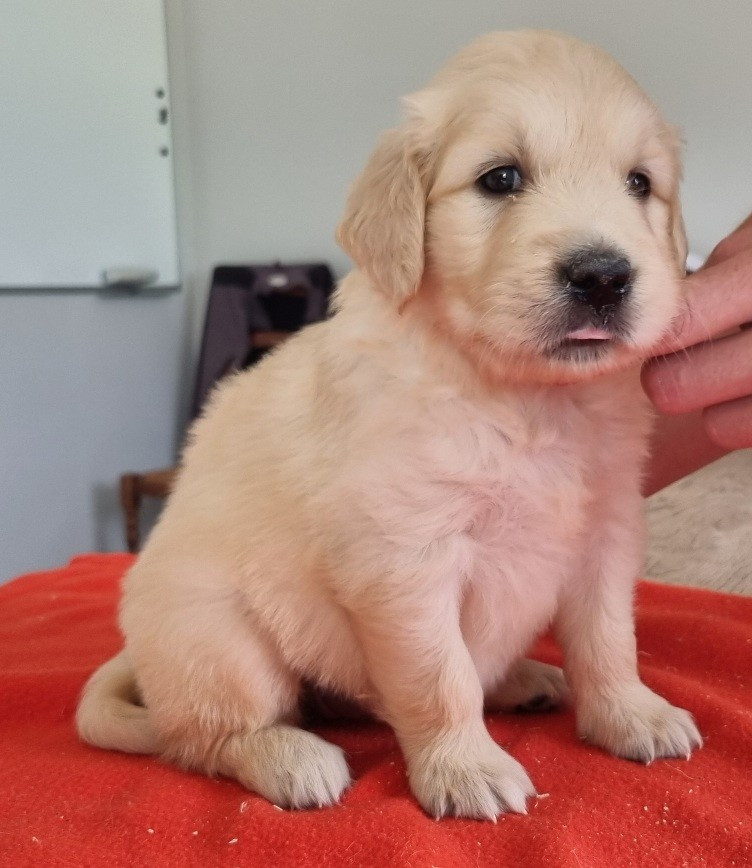 des hirondelles du voyage - Chiots disponibles - Golden Retriever