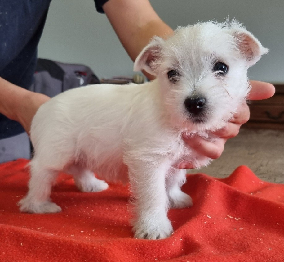 des hirondelles du voyage - Chiots disponibles - West Highland White Terrier