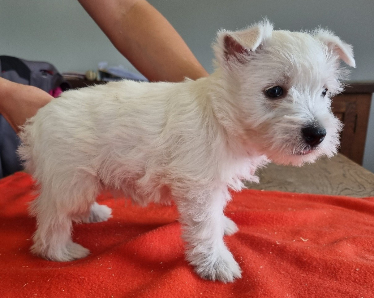des hirondelles du voyage - Chiots disponibles - West Highland White Terrier